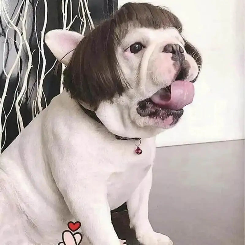 Pet Wig Costume