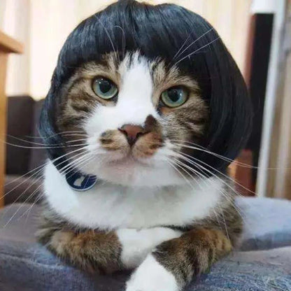 Pet Wig Costume