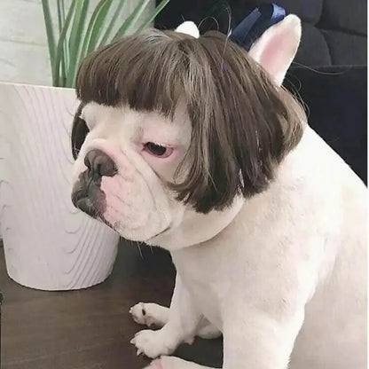 Pet Wig Costume